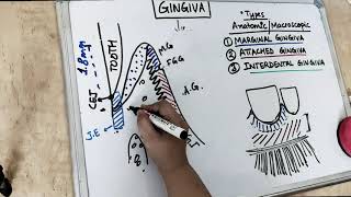 gingiva anatomy  part 1 Carranza [upl. by Lithea]