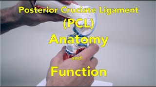 Lateral Collateral Ligament LCL Anatomy and Function [upl. by Nevarc]