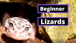 Top 5 Lizards For Beginner Keepers [upl. by Anear]