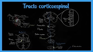 Tracto Corticoespinal Sistema Piramidal  EXPLICADO FÁCIL [upl. by Epstein]