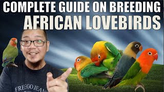 HOW TO BREED AFRICAN LOVEBIRDS COMPLETE GUIDE [upl. by Lustig]