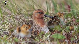 Spoonbilled Sandpiper Hatch [upl. by Ariel]