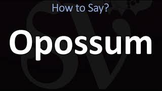 How to Pronounce Opossum CORRECTLY [upl. by Zaraf356]