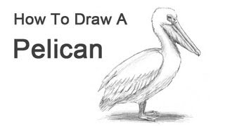 How to Draw a Pelican American White [upl. by Appledorf]