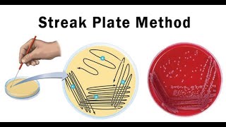 Lab technique microbiology Streak plate method [upl. by Odlo]