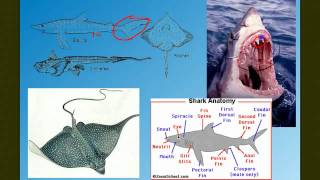 Vertebrate Diversity The Fish [upl. by Reehsab200]