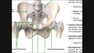 ACL Rehab Phase 1  Anterior Cruciate Ligament Reconstruction Exercises [upl. by Buffum]