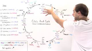 Overview of Citric Acid Cycle [upl. by Asirrom]