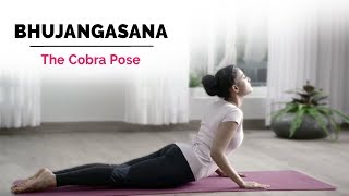 Bhujangasana  Cobra Yoga Pose  Steps  Benefits  Yogic Fitness [upl. by Kristyn746]