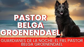 Pastor Belga Groenendael  Raza de Perro [upl. by Chaim]