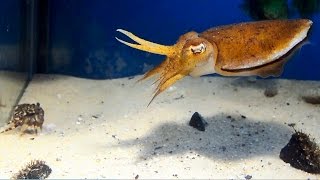 Cuttlefish vs Crab [upl. by Lednar]