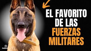 PASTOR BELGA MALINOIS 9 COSAS QUE DEBES SABER [upl. by Yasmin]