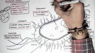 Microbiology  Bacteria Structure [upl. by Ajiat]