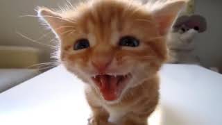 hermoso gatito bebe llorando  gato maullando  cat meowing  kitten meowing [upl. by Nitnert]