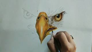 Easy How to Draw a Bald Eagle Face [upl. by Latham]