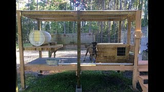 Whelping Kennels at American Sentinel K9 LLC [upl. by Nilre537]