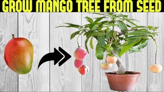 How To Grow a Mango Tree From Seed  SEED TO HARVEST [upl. by Irwin785]