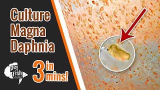 How to culture DAPHNIA MAGNA  The easy way [upl. by Friedland]