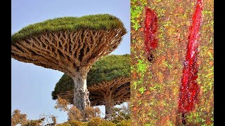 The Worlds Most Amazing Trees Dragons Blood Tree [upl. by Nytsud341]