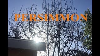 How to prune a PERSIMMON [upl. by Joshia537]