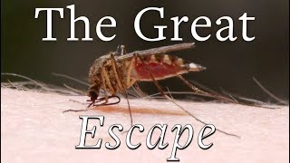 How Mosquitoes Get Away [upl. by Reppiks]