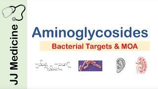 Aminoglycosides  Bacterial Targets Mechanism of Action Side Effects [upl. by Kcub]