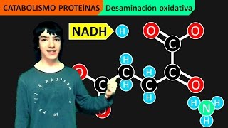 Catabolismo Proteínas Desaminación y Transaminación [upl. by Zimmermann]