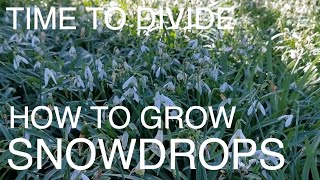 How to Grow SNOWDROPS [upl. by Jaylene505]