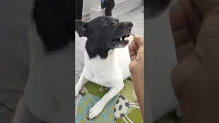 అన్ని అద్భుతాలు నాకు మా అమ్మకే కనిపిస్తాయి 😂😂dog doglover shortsviral pets pet [upl. by Tews]