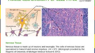 Introduction to Cytology Part 1 [upl. by Ahsitruc]