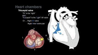 Fourth ventricle  neuroanatomy [upl. by Einiar]