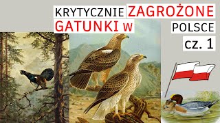 Zwierzęta skrajnie zagrożone w Polsce Część 1 [upl. by Adohr]