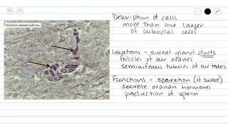 Stratified Cuboidal Epithelium [upl. by Sternberg]