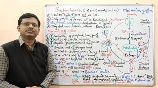 Diabetes Mellitus Part10 Mechanism of Action of Sulfonylurease  Antidiabetic Drugs  Diabetes [upl. by Hein]