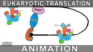 Eukaryotic Translation Animation [upl. by Annahsit]