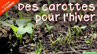 Des carottes pour lhiver  Le conseil des 4 saisons [upl. by Briano871]