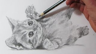 Cómo Dibujar un Gato Realista How to Draw a Cat [upl. by Einnob]