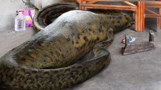 10 Humans Found Inside Snakes [upl. by Sheehan966]