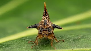 Treehopper from Ecuador [upl. by Lauretta434]