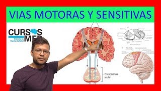 VÍAS SENSITIVAS Y VIAS MOTORAS ✅ [upl. by Frants]