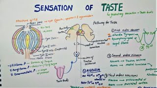 Phospholipase C  IP3 DAG Pathway  Gq protein pathway [upl. by Aldwon]