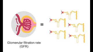 Estimating glomerular filtration rate GFR [upl. by Daj]