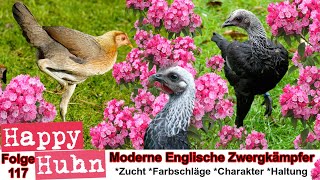 E117 Moderne Englische Zwergkämpfer im Rasseportrait  HAPPY HUHN  Kämpfer Kampfhühner MEZK Hühner [upl. by Schear231]