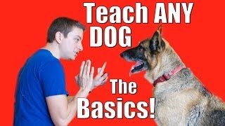 Dog Training 101 How to Train ANY DOG the Basics [upl. by Yanad]