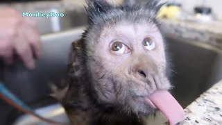 Funny Monkey Videos Compilation [upl. by Annahs750]