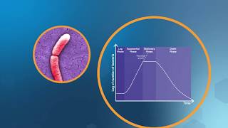 Bacterial Growth in the Lab [upl. by Robbie]