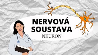 NERVOVÁ SOUSTAVA  Zaostřeno na neuron [upl. by Ahseet]