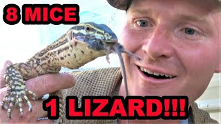 Destroy Mouse Infestation With Trained Lizard [upl. by Arlin210]