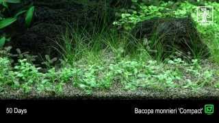 Bacopa monnieri Compact [upl. by Steep817]