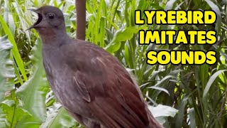 Talented Lyrebird Perfectly Imitates Sounds [upl. by Hetti]